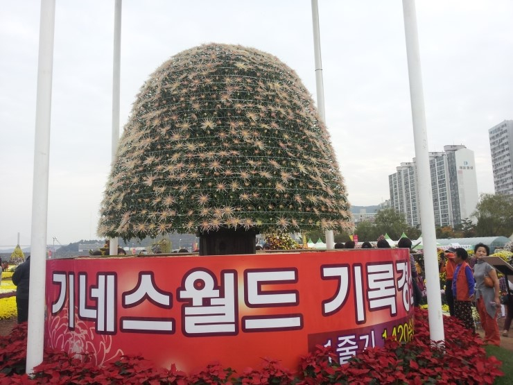 마산국화축제 지난 행사 사진 
