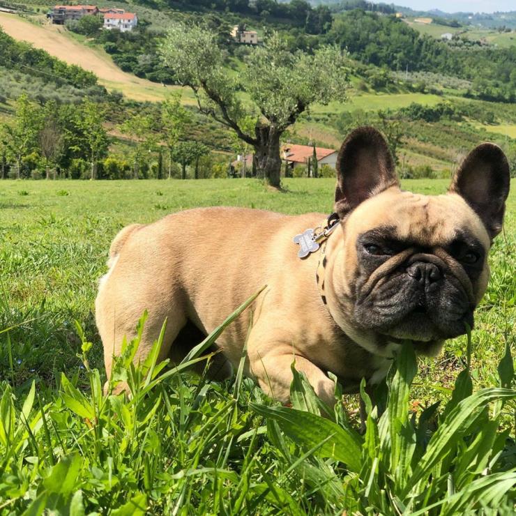 반려견 리온과 함께 하는 순간들