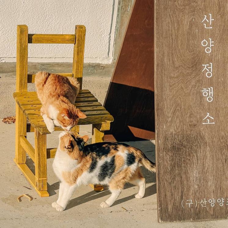 산양정행소