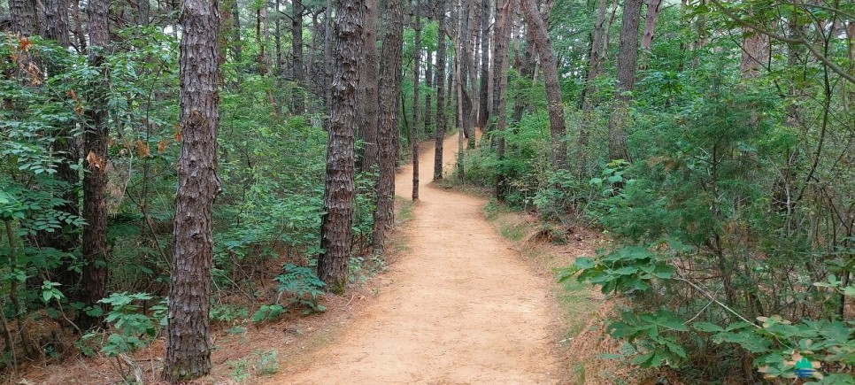 원주 운곡 솔바람숲길