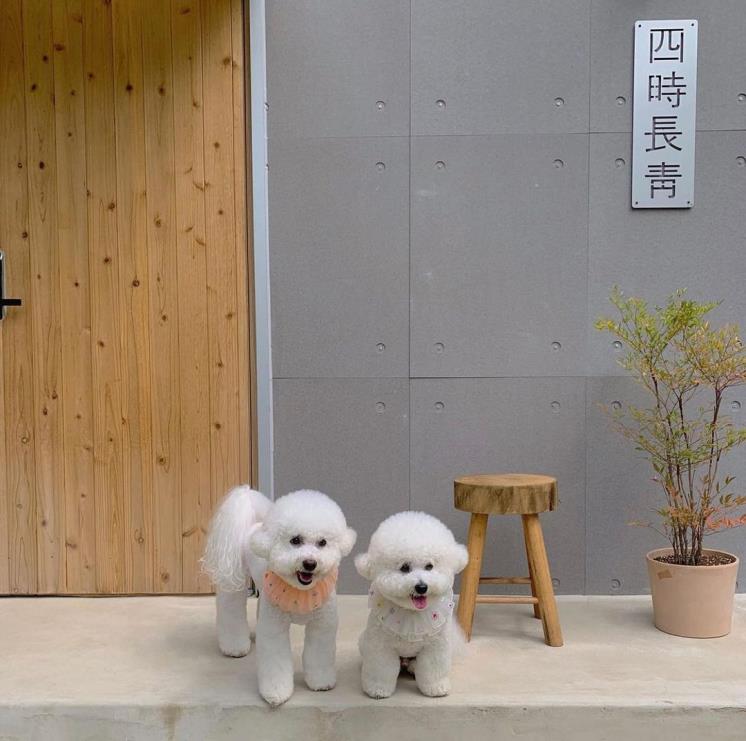 사시장청 인스타그램