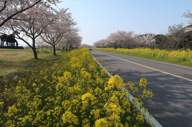 제주 녹산로