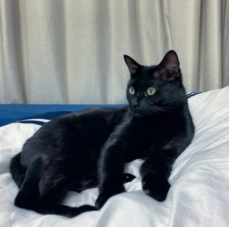 @blackcatdahong