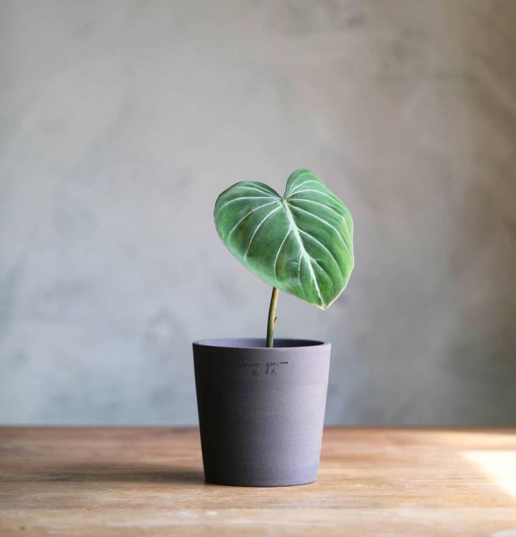 발 들이면 출구가 없다는 두갸르송. 인스타그램 @poteriedeuxgarcons