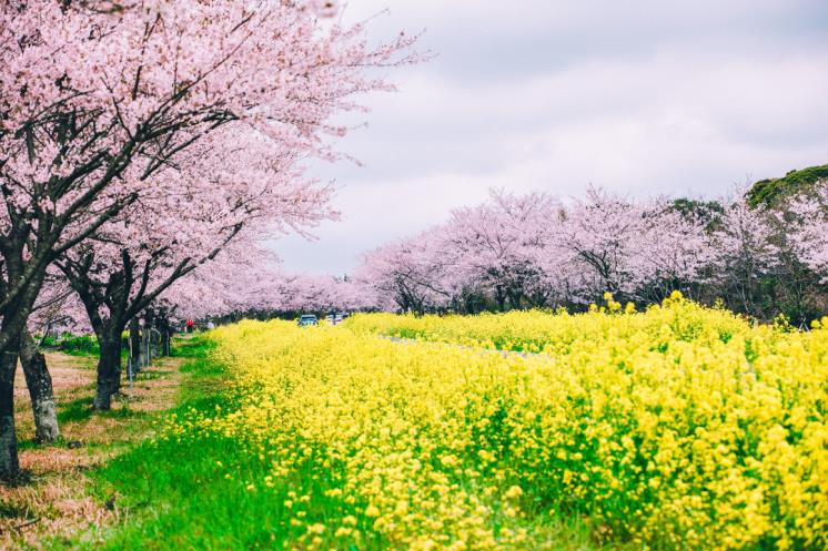 제주 녹산로